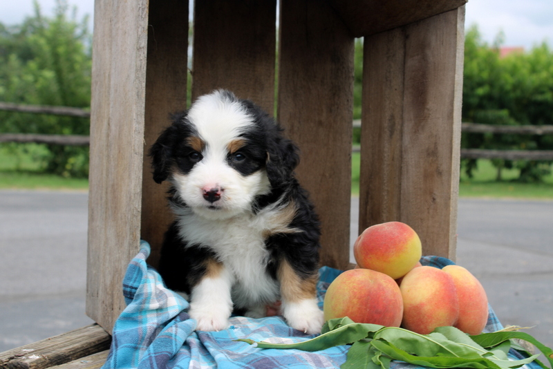 puppy, for, sale, Mini Bernedoodle F2, Matthew B. Stoltzfus, dog, breeder, Gap, PA, dog-breeder, puppy-for-sale, forsale, nearby, find, puppyfind, locator, puppylocator, aca